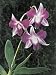 Close-Up of Orchid Flowers (Dendrobium Hybrid) Photographic Poster Print by S. Montanari, 18x24