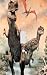 Dinosaur T Rex Hunt Decorative Switchplate Cover