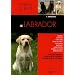 Le labrador