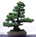Bristlecone Pine 15 Seeds - Pinus arista