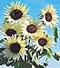 Moonshadow Sunflower 25 Seeds