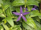 Vinca major