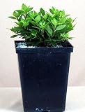 Rukisan Miniature Azalea True Bonsai - Indoors or Out ! - B001CG898G