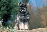 Mini Schnauzer Puppy 300 Piece Puzzle