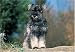   - Mini Schnauzer Puppy 300 Piece Puzzle