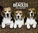 beagle5  - Beagles For the Love of 2010 Deluxe Wall