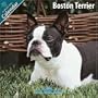 Boston Terrier 2010 Wall Calendar #10019-10