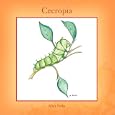 Cecropia