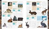 世界動物大図鑑―ANIMAL DKブックシリーズ 画像