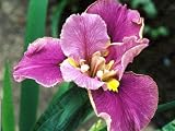 Louisiana Iris 'Charlie's Tress'