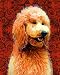 Poodle Art Print on Canvas