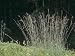Big Bluestem (Andropogon Gerardii), Central USA Photographic Poster Print by Ross Frid, 24x18