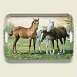 Serving Tray ~ Yearlings Horses~ 18 inches x 12 inches ~ melamine plastic ~ code 692