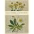 Flower Design in Cross Stitch (A Reinhold craft paperback)
