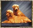 Golden Retriever Tapestry Throw Blanket