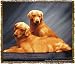 Golden Retriever Tapestry Throw Blanket
