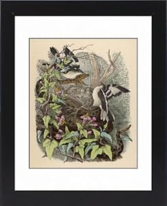 Rattlesnake attacked by birds Framed Prints