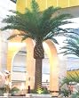 16 1/2' Artificial Canary Date Palm Tree