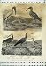 1811 Ornithology Ibis Courier Whimbrel Curlew Birds