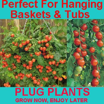 Pack Of 3 Tumbler Tomato Plug Plants - Make Your Own Tomato Hanging Basket - Small Cherry Tomatos - Available Now