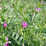 (山野草)カラスノエンドウ(烏豌豆) 3号(3ポット) 本州・四国限定[生体]