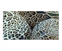 Leopard Family Animals Photographic Poster Print by Carmen Mandel-Cesareo, 24x20