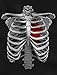 TeeStars - Halloween Skeleton Rib Cage Heart Xray Easy Costume T-Shirt