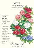 Aster Dwarf Milady