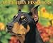 Dobermans 2009 Calendar