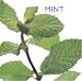 Books : Mint (Little Kitchen Library)