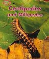 Centipedes and Millipedes (Minipets)