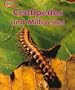 Centipedes and Millipedes (Minipets)