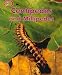 Book Centipedes and Millipedes (Minipets)