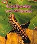 Centipedes and Millipedes (Minipets) Centipedes and Millipedes (Minipets)