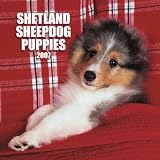 Shetland Sheepdog Puppies 2007 Mini Calendar