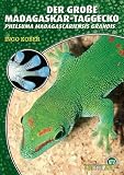 Der Große Madagaskar Taggecko. Phelsuma madagascariensis grandis