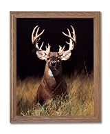 Trophy Buck Deer With Big Rack Home Decor Wall Picture Oak Framed Art Print