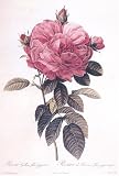 花の肖像 ボタニカルアートの名品と歴史 画像