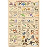 Animal Kingdom Poster