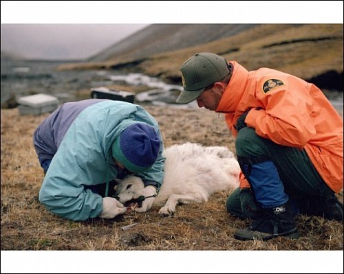 Photographic Print of Biologist checks teeth of a Polar Wolf from ArcticPhoto (artic wolf)