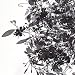 Tord Boontje Garland Shade Black - Shade Only