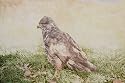 Common Buzzard Bird of Prey POSTCARD of Steve Greaves Painting