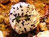 197.コノフィツム・オブコルデルム。（Conophytum　Obcordellum） 10粒＋α [並行輸入品]