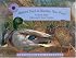 Mallard Duck at Meadow View Pond (Smithsonian's Backyard) (Smithsonian's Backyard)