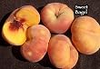 Sweet Bagel Peach Tree Five Gallon