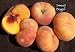 Sweet Bagel Peach Tree Five Gallon