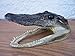 Genuine Alligator Head Real Gator Head & Teeth Taxidermy from Swamp - Wild Gator Heads -