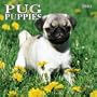 Pug Puppies 2005 Wall Calendar