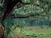 Live Oaks Covered in Spanish Moss and Ferns, Cumberland Island, Georgia, USA Photogra...