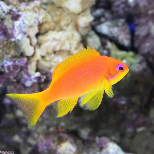 （海水魚）東アフリカ産　キンギョハナダイ　メス（１匹）　本州・四国限定[生体]